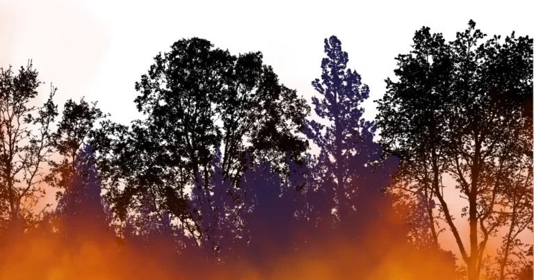 INCENDIES en Gironde
